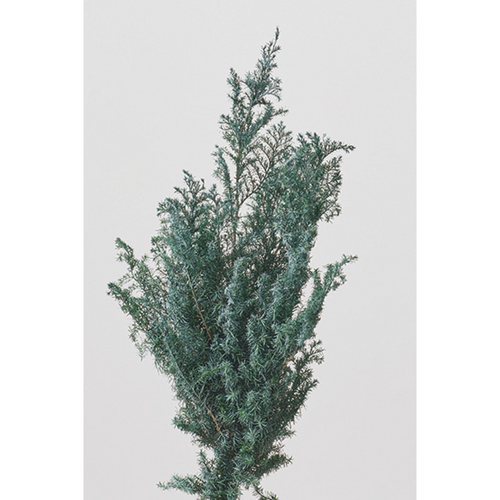 楽天市場】【プリザーブド】大地農園/ヒムロスギ 120g