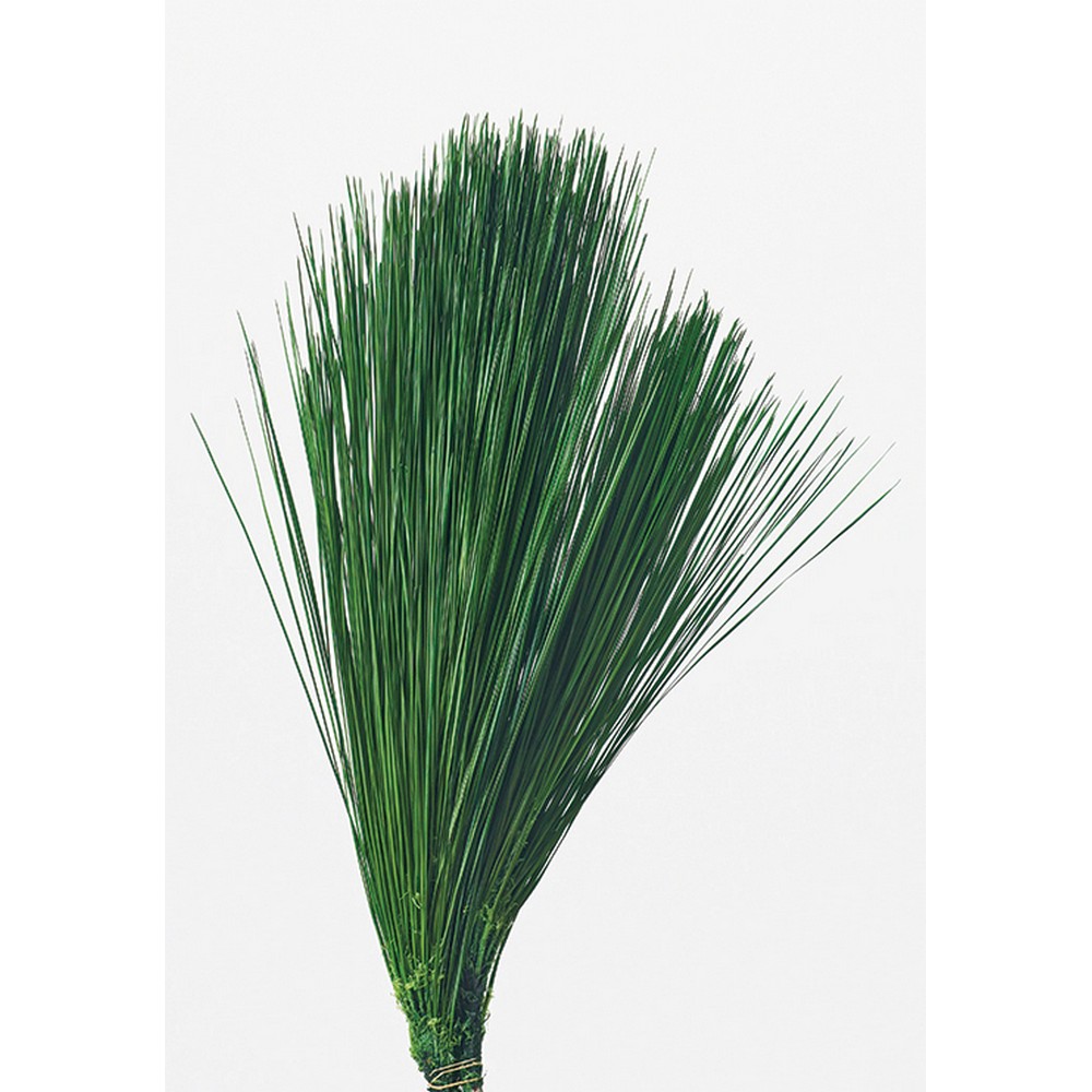 楽天市場】【プリザーブド】大地農園/みやこ松・小枝 10本入り