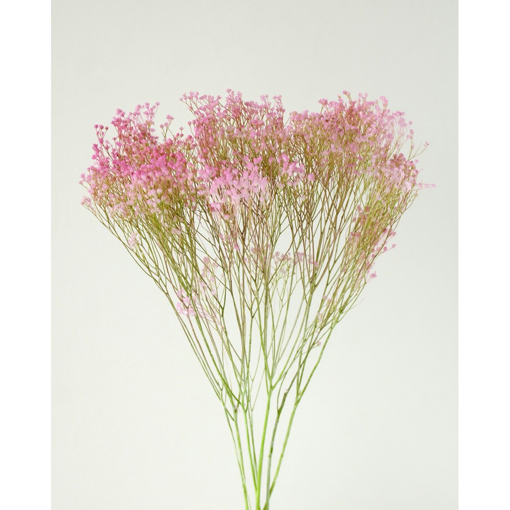 SS様ご予約品です☆ モリソニア　＊パープル/グリーン　大地農園 SS様ご予約品です☆ モリソニア ＊パープル/グリーン 大地農園