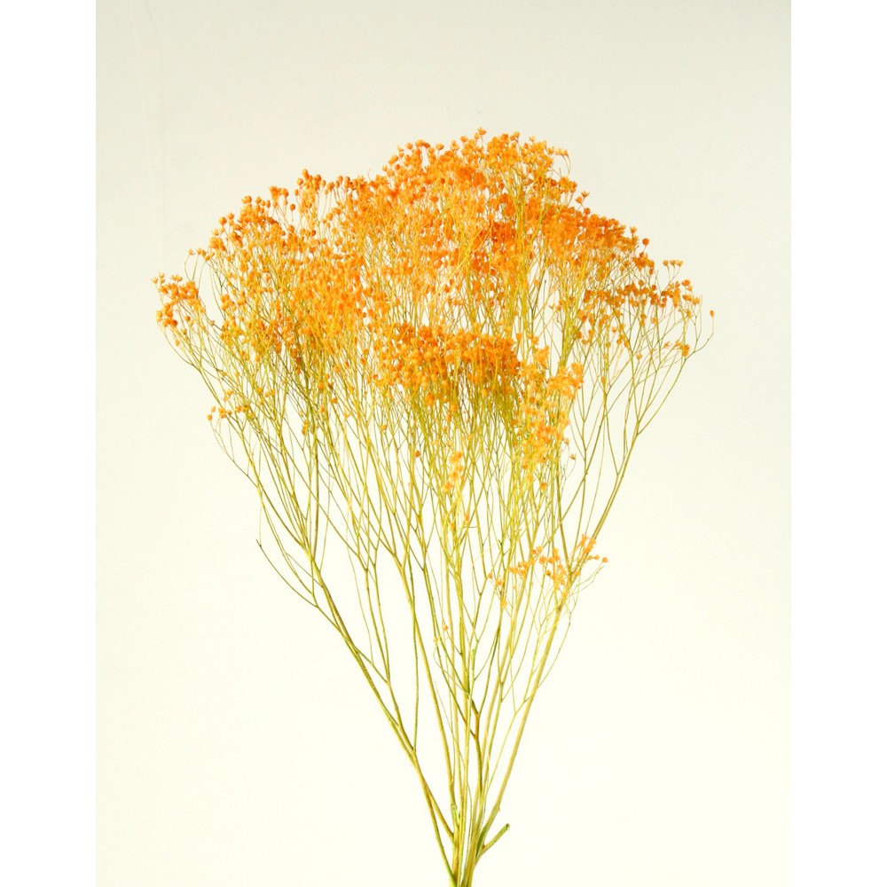 〜小春日和〜✨メモリーカフェ✨ かすみ草アンティークオレンジ 他合計18点 産地直送 かすみ草花束 オレンジ／福島 hinatabaからお届け