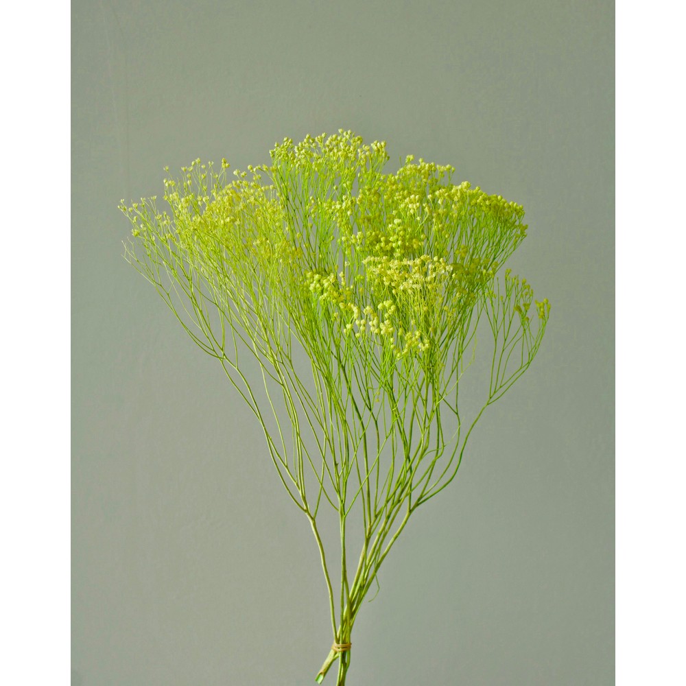 楽天市場】【プリザーブド】大地農園/モリソニア 約20g パープル