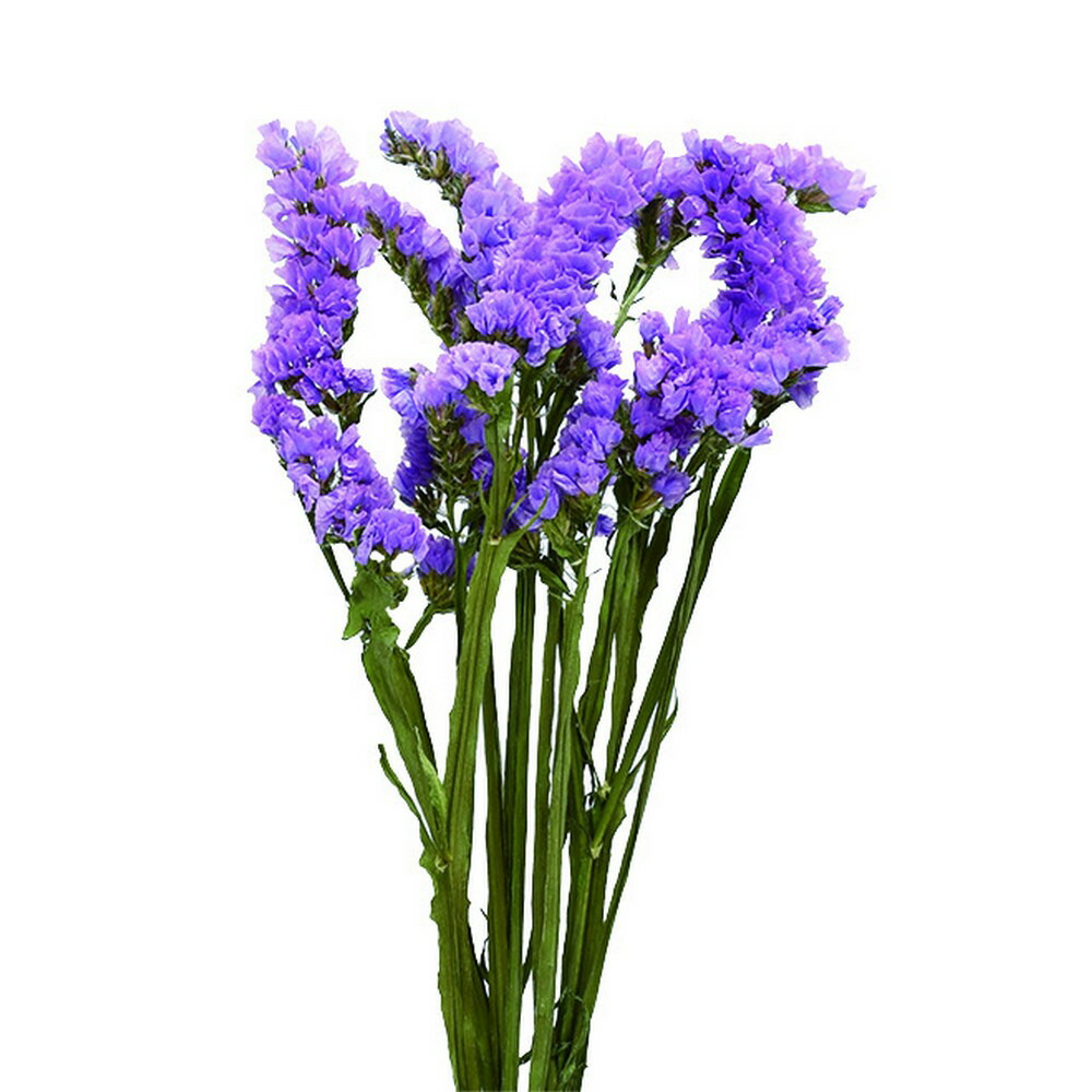 楽天市場】【ドライ】コアトレーディング/スターチス・ソロモン 約7