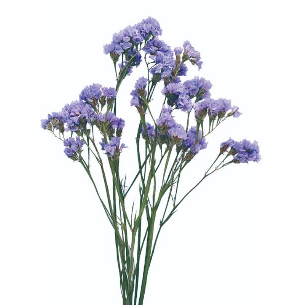 楽天市場】【ドライ】コアトレーディング/スターチス・ソロモン 約7