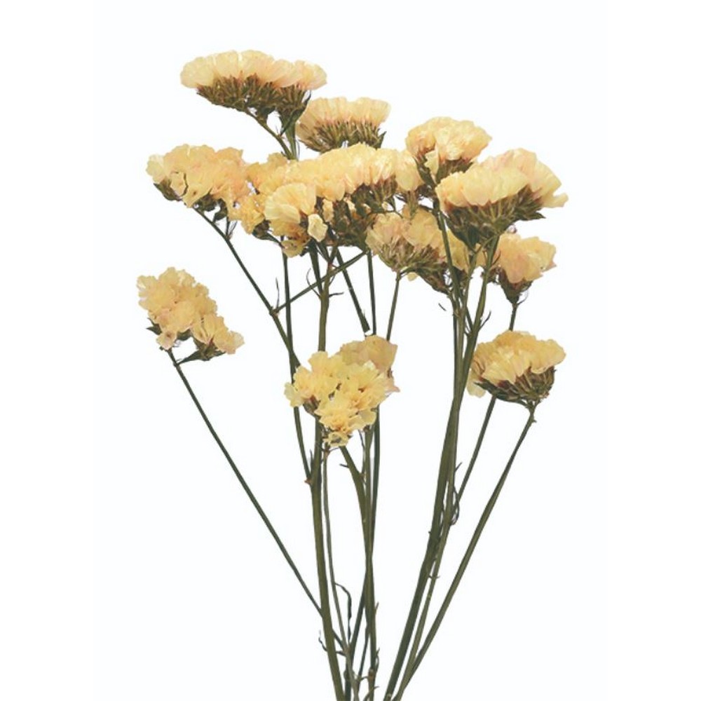 ドライフラワー❇️スターチス ソロモン❣️ ドライフラワー❇️スターチス ソロモン❣️ スターチスソロモン