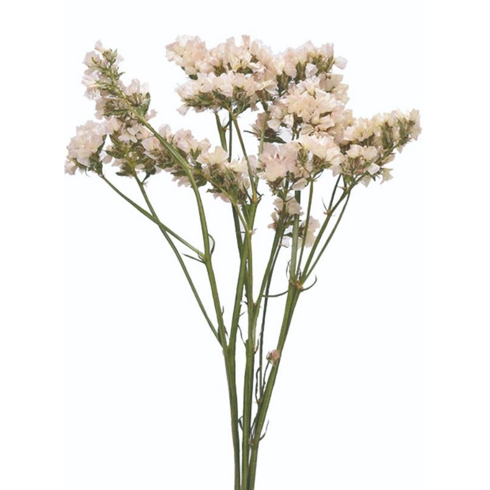 楽天市場】【ドライ】コアトレーディング/スターチス・ソロモン 約7