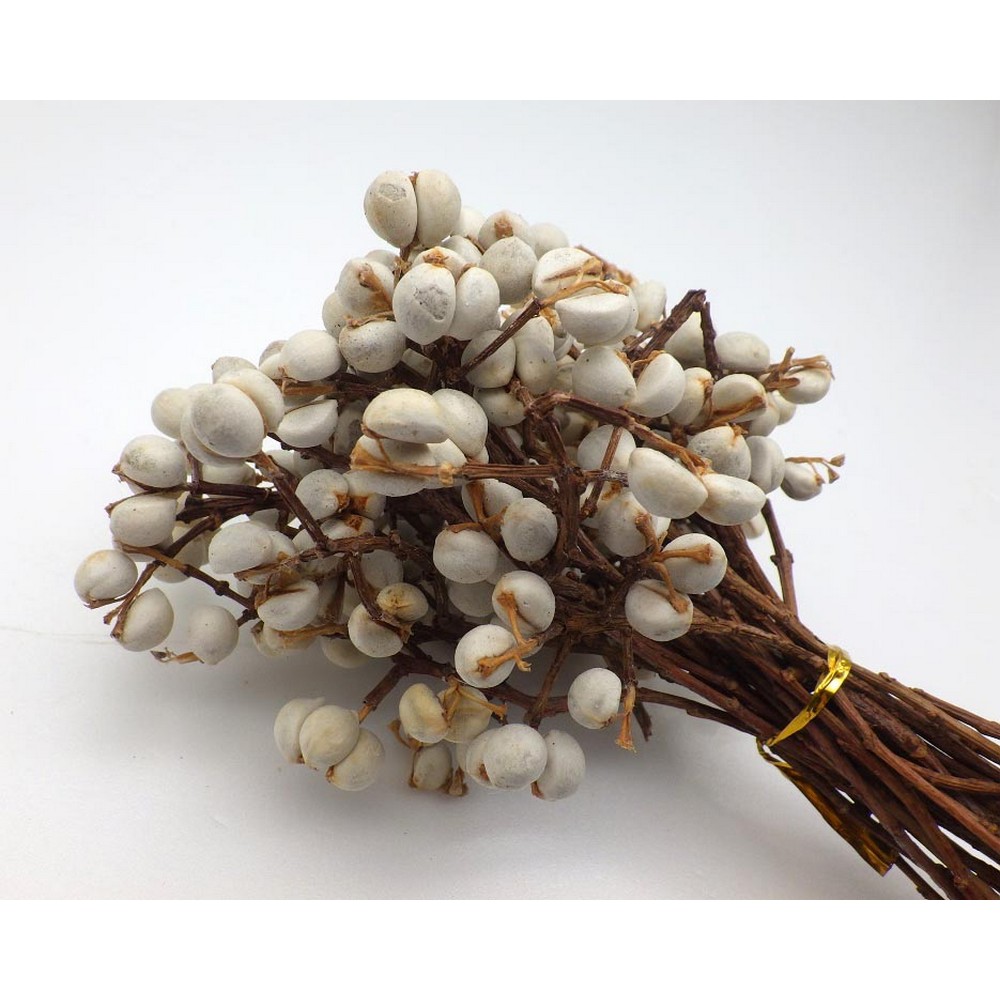 ナンキンハゼ　ドライフラワー ナンキンハゼ ドライフラワー 花材 2本セット その他素材 まよ