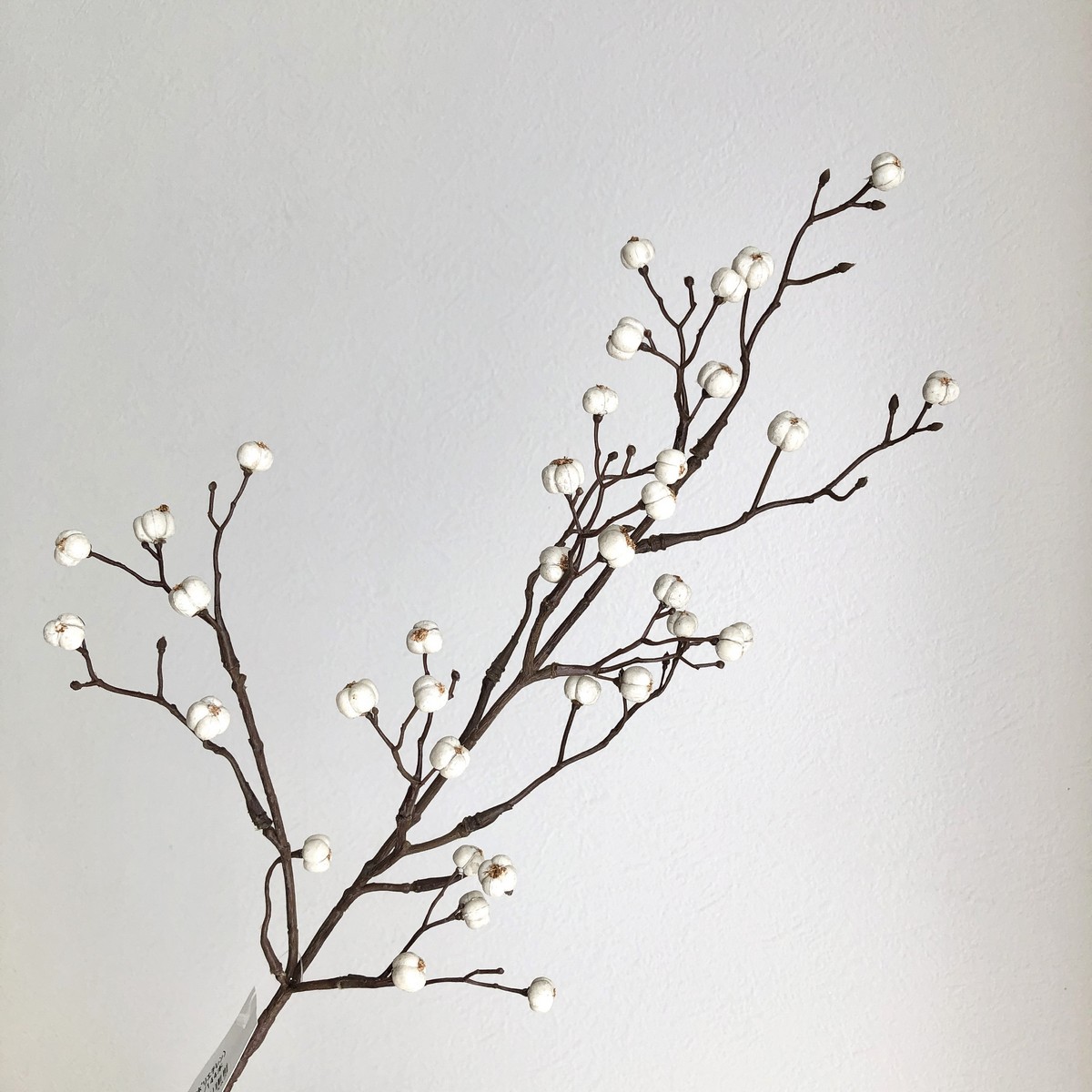 11060.早期予約。ナンキンハゼ。ナンキンハゼの実。予約専用ページ。スワッグ シマノ 25 ツインパワー XD 4000XG (2025年モデル) スピニング