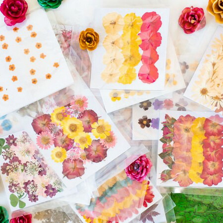 【ドライ】押し花福袋2026/1-300【07】 ドライフラワー 押し花花材 ハンドメイド材料 クラフト素材 春 さくらの日 バラの日 ミモザの日