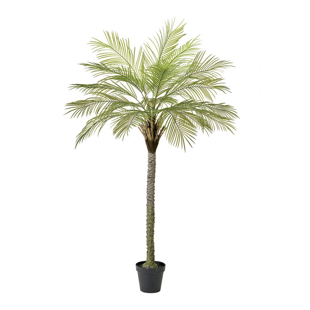 夏特集