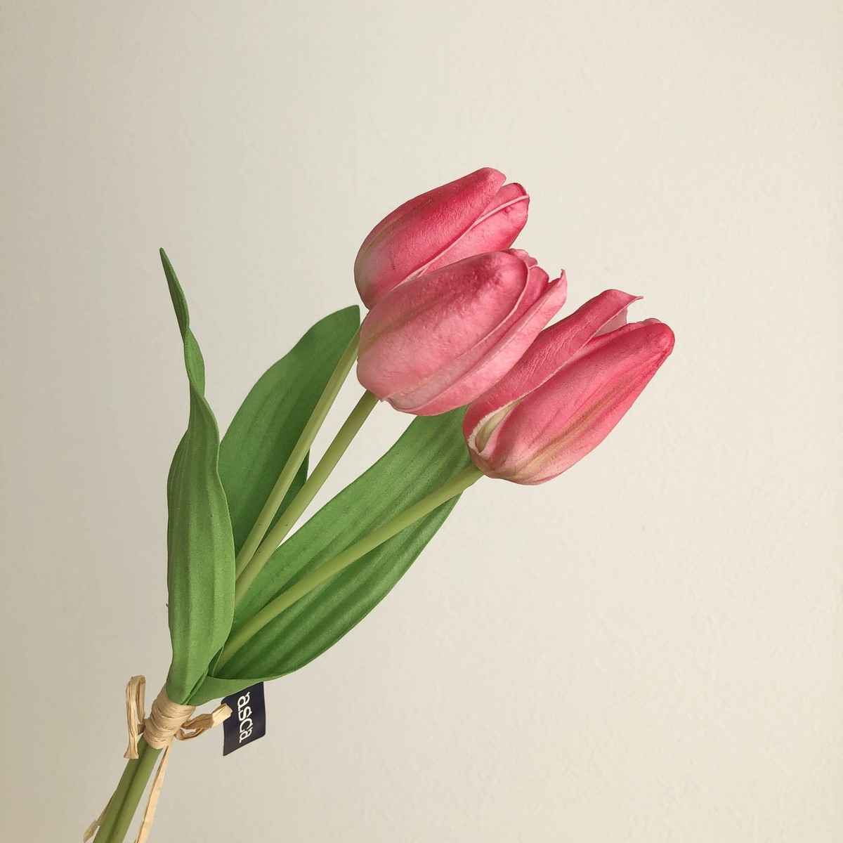 ちゅうりっぷ 斑入り葉チューリップ フォックストロットデザイン 5寸鉢 | 鉢