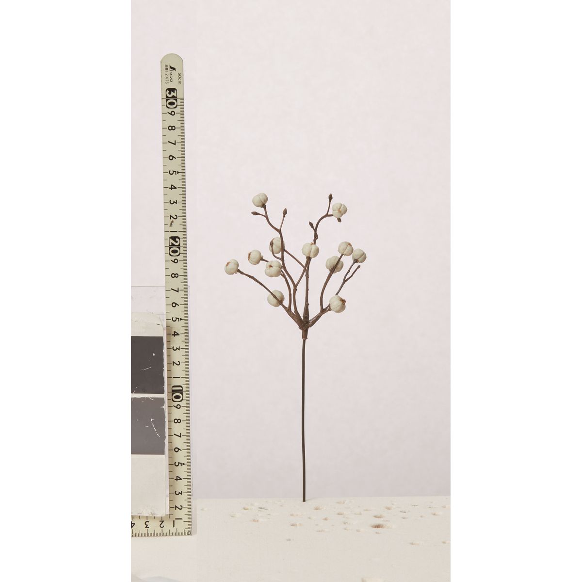 楽天市場】【ドライ】大地農園/ナンキンハゼ・ステム付き 約60g N