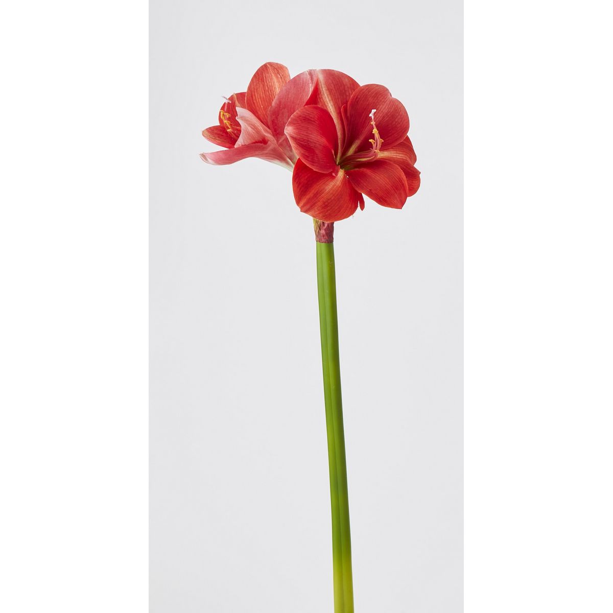 【造花】ビダヤコム/アマリリス レッド/P4840-003R【01】[6本] 造花（アーティフィシャルフラワー） アマリリス フェイクフラワー シルクフラワー インテリア 花材 資材 ディスプレイ 装飾 アレンジメント ブーケ 業務用 店舗装飾 ハンドメイド