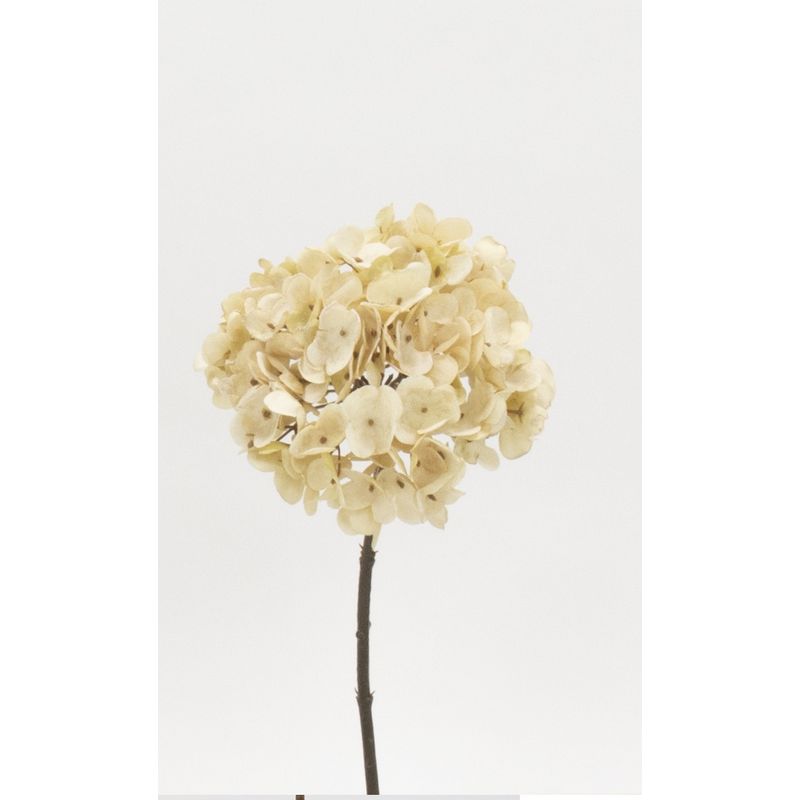 【造花】ビダヤコム/ドライハイドレンジア ベージュ/V22150-013BEIGE【01】[12本] 造花（アーティフィシャルフラワー） あじさい（紫陽花） フェイクフラワー シルクフラワー インテリア 花材 資材 ディスプレイ 装飾 アレンジメント ブーケ 業務用