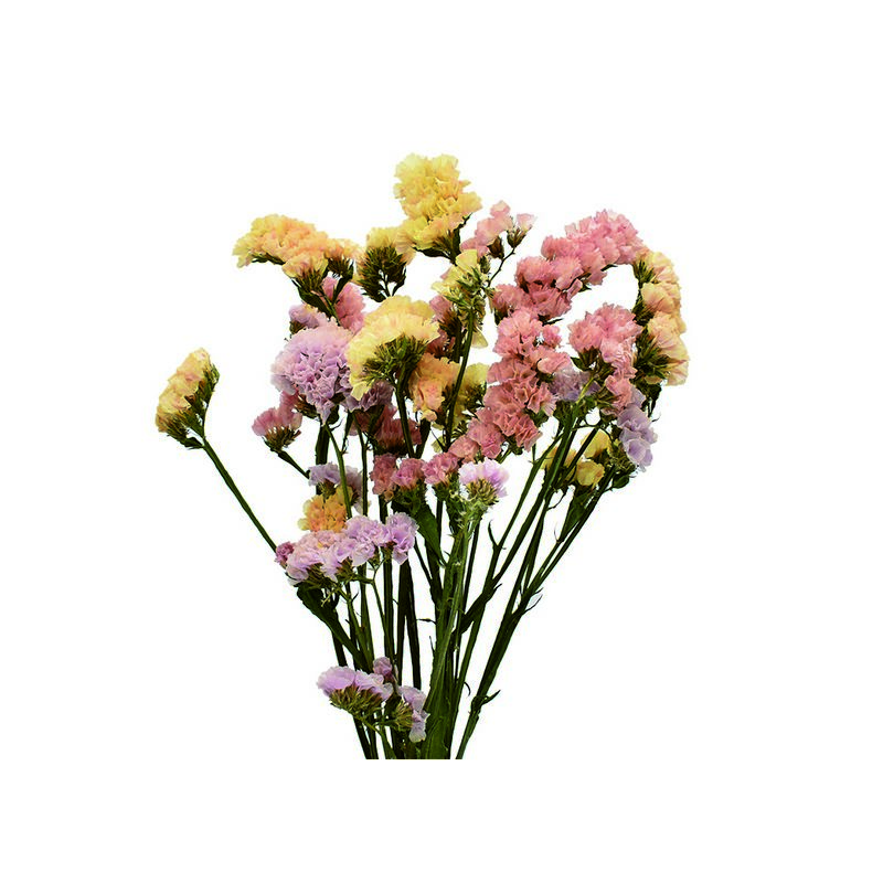 楽天市場】【ドライ】コアトレーディング/スターチス・ソロモン 約7