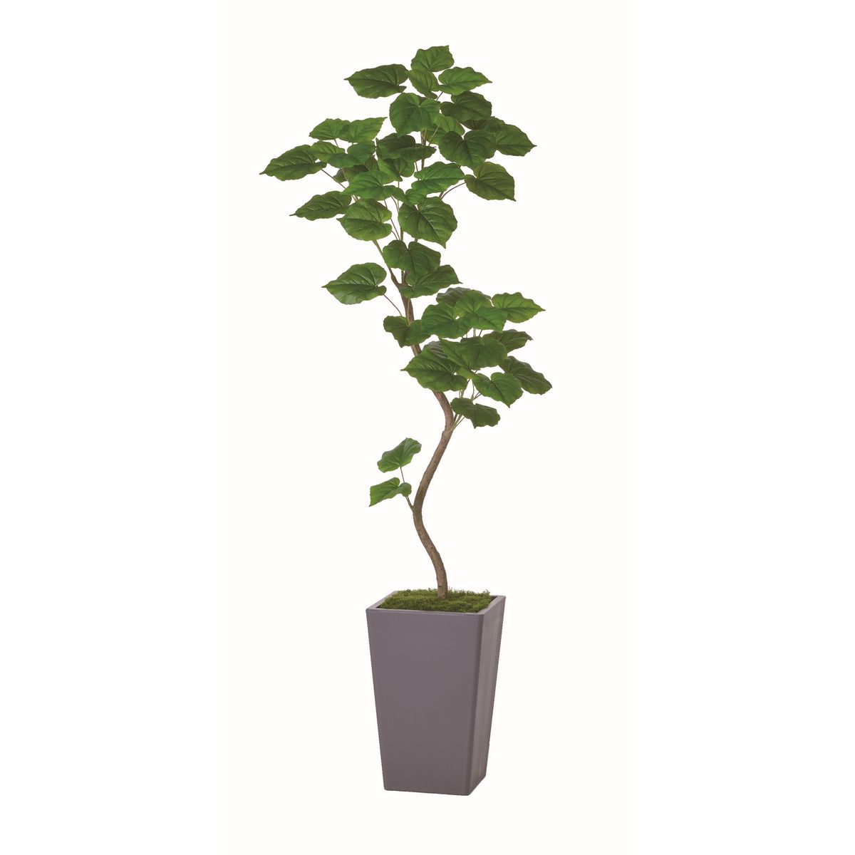 【直送】【人工観葉植物】アスカ/ウンベラータコンテナキット/A-51180-51A ※返品・代引・キャンセル不可【01】 造花 葉物 フェイクグリーン 人工観葉植物 人工樹木 高さ～200cmおしゃれ インテリア 店舗 オフィス 装飾 ディスプレイ｜花材通販はなどんやアソシエ