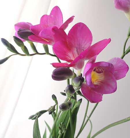 楽天市場 生花 フリージア ピンク系 品種おまかせ Ot 5本 花材通販はなどんやアソシエ