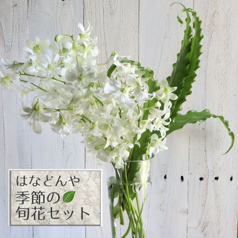 驚きの値段で 生花 はなどんや旬花セット 涼やかな白デンファレとグリーン デンファレ増量ver 1セット