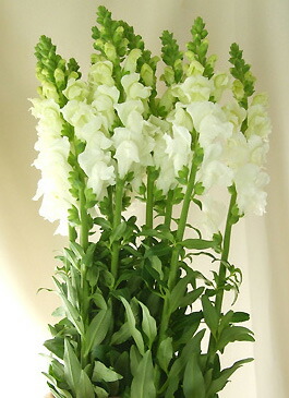 楽天市場 生花 スナップ 白 60cm 5本 花材通販はなどんやアソシエ