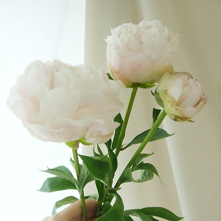 楽天市場 生花 芍薬 滝の粧 たきのよそおい ごく淡いピンク Ja中野市 5本 花材通販はなどんやアソシエ
