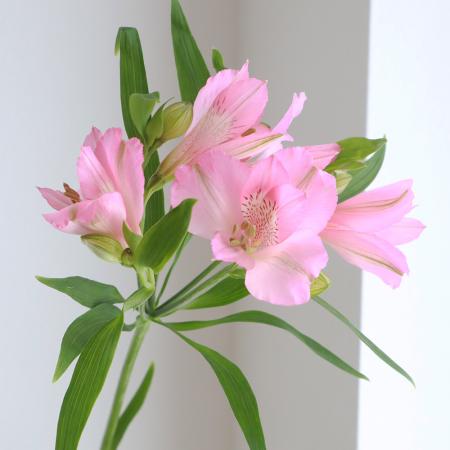 楽天市場 生花 アルストロメリア ピンク 60cm 5本 花材通販はなどんやアソシエ