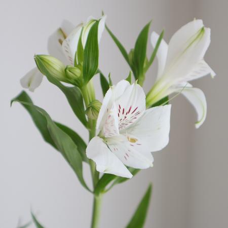 楽天市場 生花 アルストロメリア 白 60cm 5本 花材通販はなどんやアソシエ