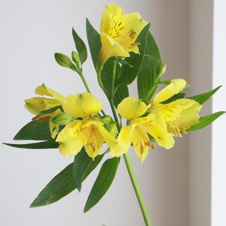 楽天市場 生花 アルストロメリア 黄色 60cm 5本 花材通販はなどんやアソシエ