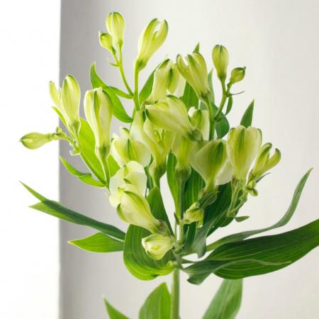 楽天市場 生花 アルストロメリア パール 白グリーン 小輪系 約60cm Ot 5本 花材通販はなどんやアソシエ