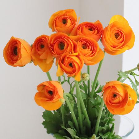 楽天市場 生花 ラナンキュラス 複色系 小春てまり 40cm Ja三豊 Ot 5本 花材通販はなどんやアソシエ