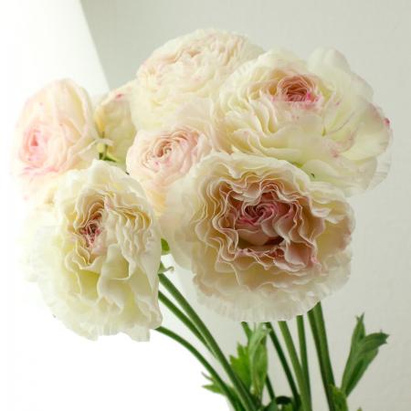 楽天市場 生花 ラナンキュラス ガルティエ 複色紫しぼり Ja高千穂 早締切 50 5本 届日限定 1 17以降 届日限定 予約7日前 花材通販はなどんやアソシエ