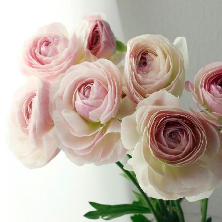 楽天市場 生花 ラナンキュラス Scピーチ アプリコットピンク Ja高千穂 早締切 50 5本 届日限定 予約7日前 花材通販はなどんやアソシエ