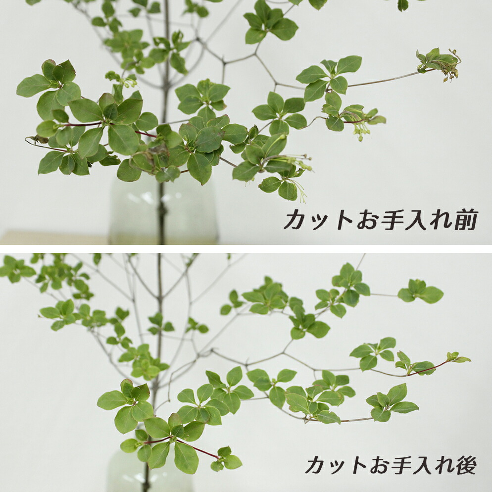 楽天市場 生花 ドウダンツツジ 枝物 1m程度 5本 届日限定 5 25以降 花材通販はなどんやアソシエ