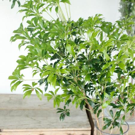 楽天市場 生花 アセビ 枝もの 80cm １m Ot 5本 届日限定 8 21以降 花材通販はなどんやアソシエ