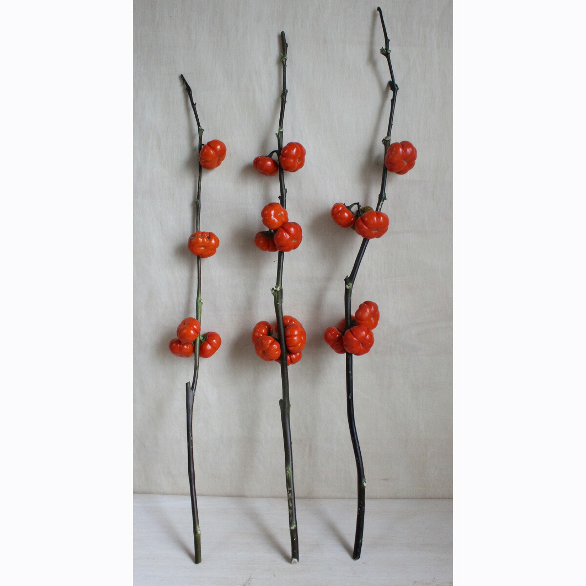 楽天市場 生花 ソラナム パンプキン カボチャ型の実の花ナス 60cm程度 Ot 5本 花材通販はなどんやアソシエ