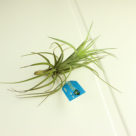 【生花/鉢】エアプランツLサイズ：テヌイフォリア【F】[10個]※届日限定：予約10日前｜花材通販はなどんやアソシエ