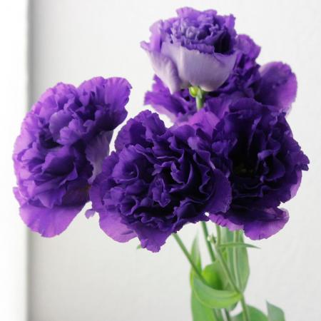 楽天市場 生花 トルコギキョウ フリンジ八重 濃い紫 ボヤージュb セレブbなど 入荷少量 5本 花材通販はなどんやアソシエ