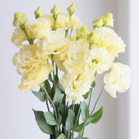 Jozpictsi2xew 画像をダウンロード トルコキキョウ ピンク セレブプリティ