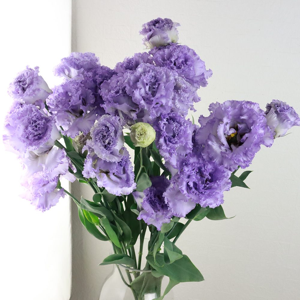 生花 トルコギキョウ Nfラベンダー 青みのうす紫 フリンジ系