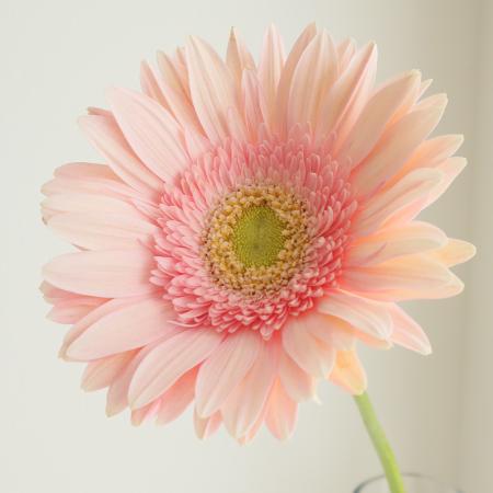 楽天市場】【生花】【さぎやま】ガーベラ バラエティMix（ジェルミニ