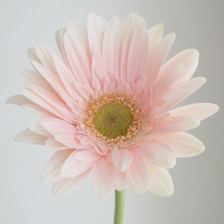 楽天市場 生花 さぎやま ガーベラ セス 八重複色 10本 花材通販はなどんやアソシエ