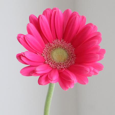 楽天市場】【生花】【さぎやま】ガーベラ バラエティMix（ジェルミニ