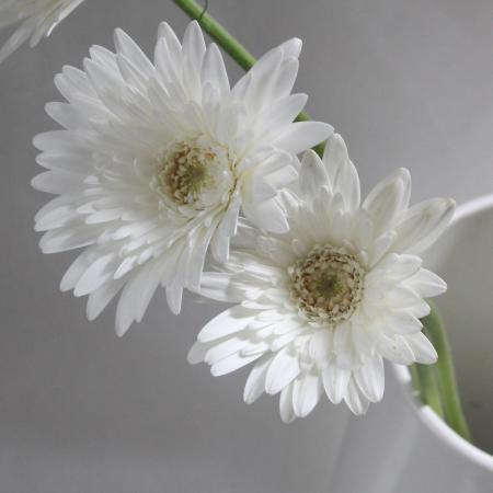 楽天市場 生花 さぎやま ガーベラ ホワイトジュエル 白芯白セミダブル 10本 花材通販はなどんやアソシエ