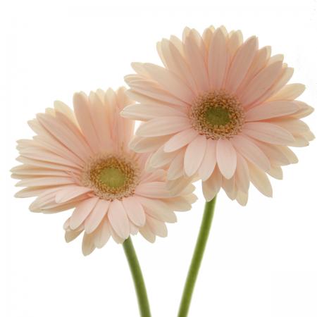 楽天市場 生花 さぎやま ガーベラ セス 八重複色 10本 花材通販はなどんやアソシエ