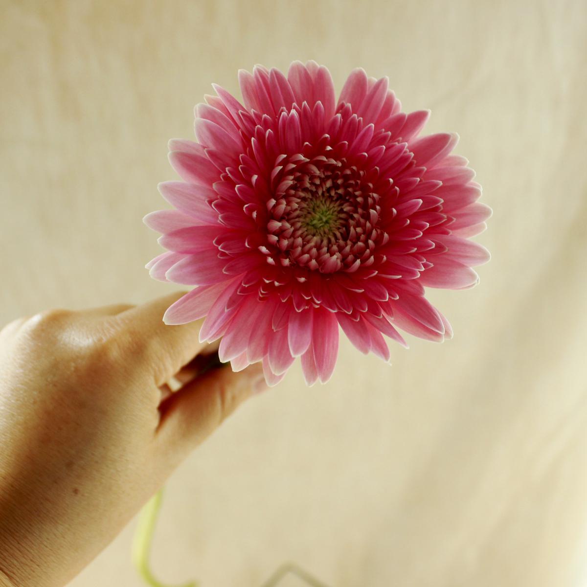 楽天市場 生花 ガーベラ フラウ フルダブル咲き ピンク芯緑 アドアーフローカ Or 84 10本 花材通販はなどんやアソシエ