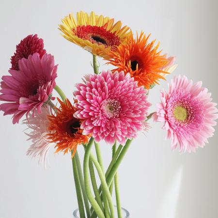 楽天市場】【生花】【さぎやま】ガーベラ バラエティMix（ジェルミニ