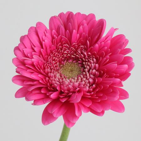 楽天市場】【生花】【さぎやま】ガーベラ ディクソン（淡いピンク芯黒