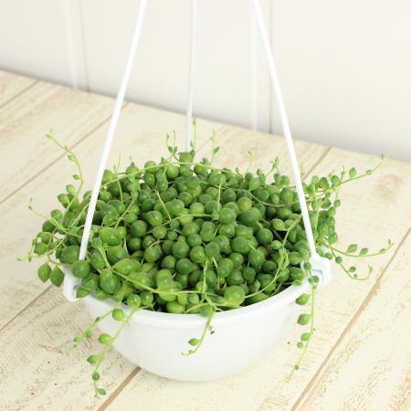 楽天市場】PLANCHU 多肉植物 セネシオ グリーンネックレス 5号