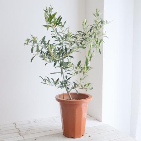 【送料無料】【生花/鉢】観葉植物　オリーブの鉢（７寸鉢）※北海道・九州・沖縄は送料加算あります。【O】[1鉢]※届日限定：予約10日前