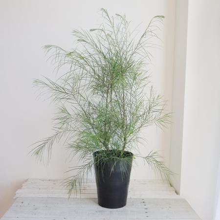 楽天市場】アカシア フロリバンダ : おぎはら植物園