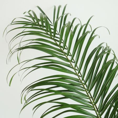 ソテツの葉. ソテツ 蘇鉄 8号鉢 庭木 記念樹 シンボルツリー 観葉植物 風水 地植え