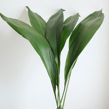 ※商談中【引取希望】群生大株 ハラン株 ひとかたまり20本程度 葉蘭株 商談中【引取希望】群生大株 ハラン株 ひとかたまり20本程度 葉蘭株 【話題